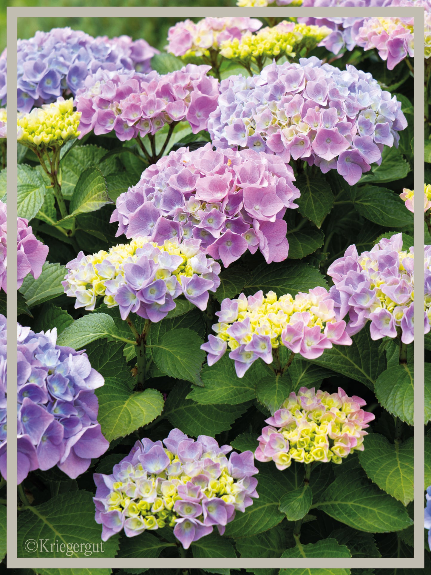 Ball-Hortensie im Holzkübel - Bild 6