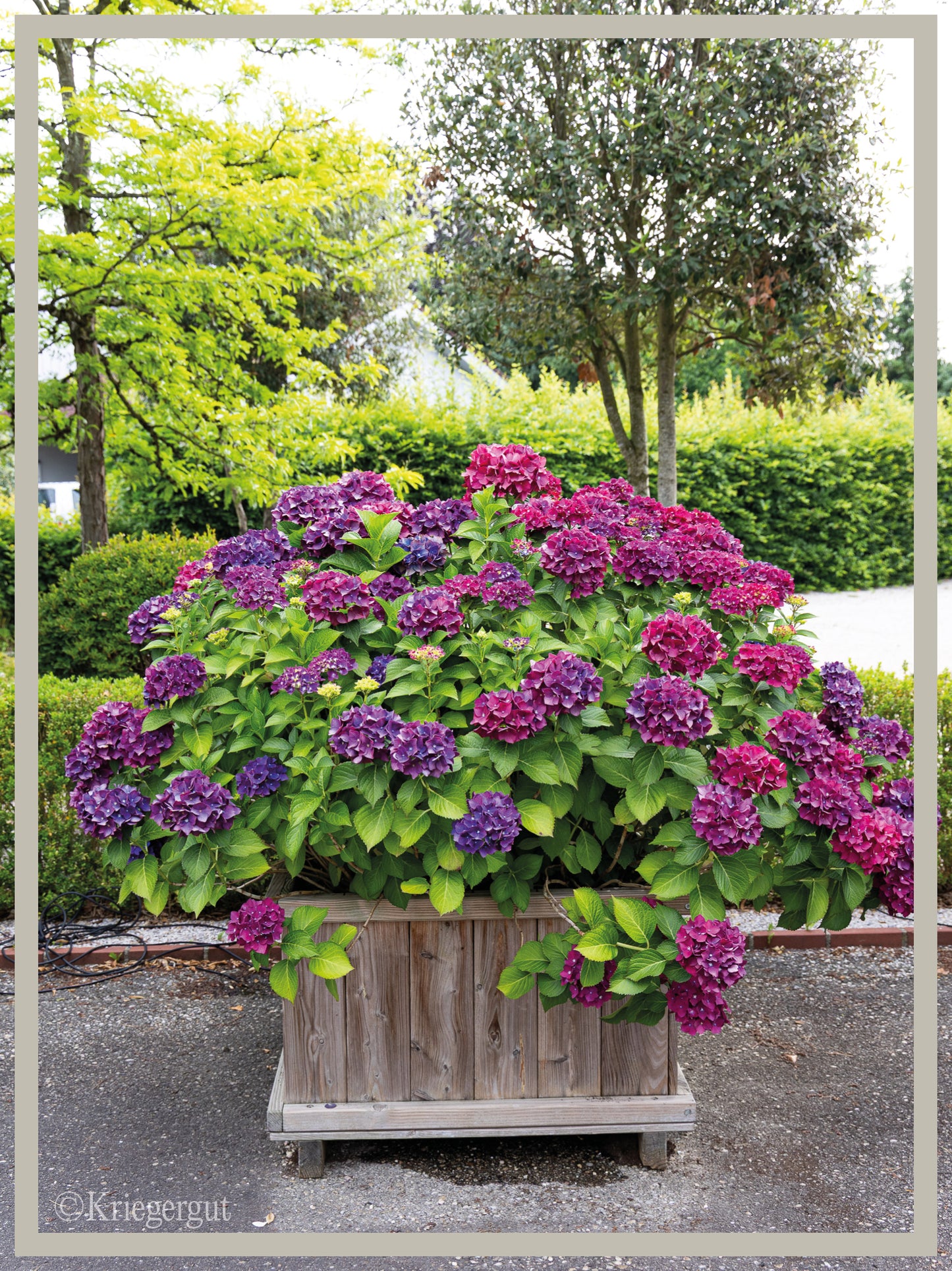 Ball-Hortensie im Holzkübel