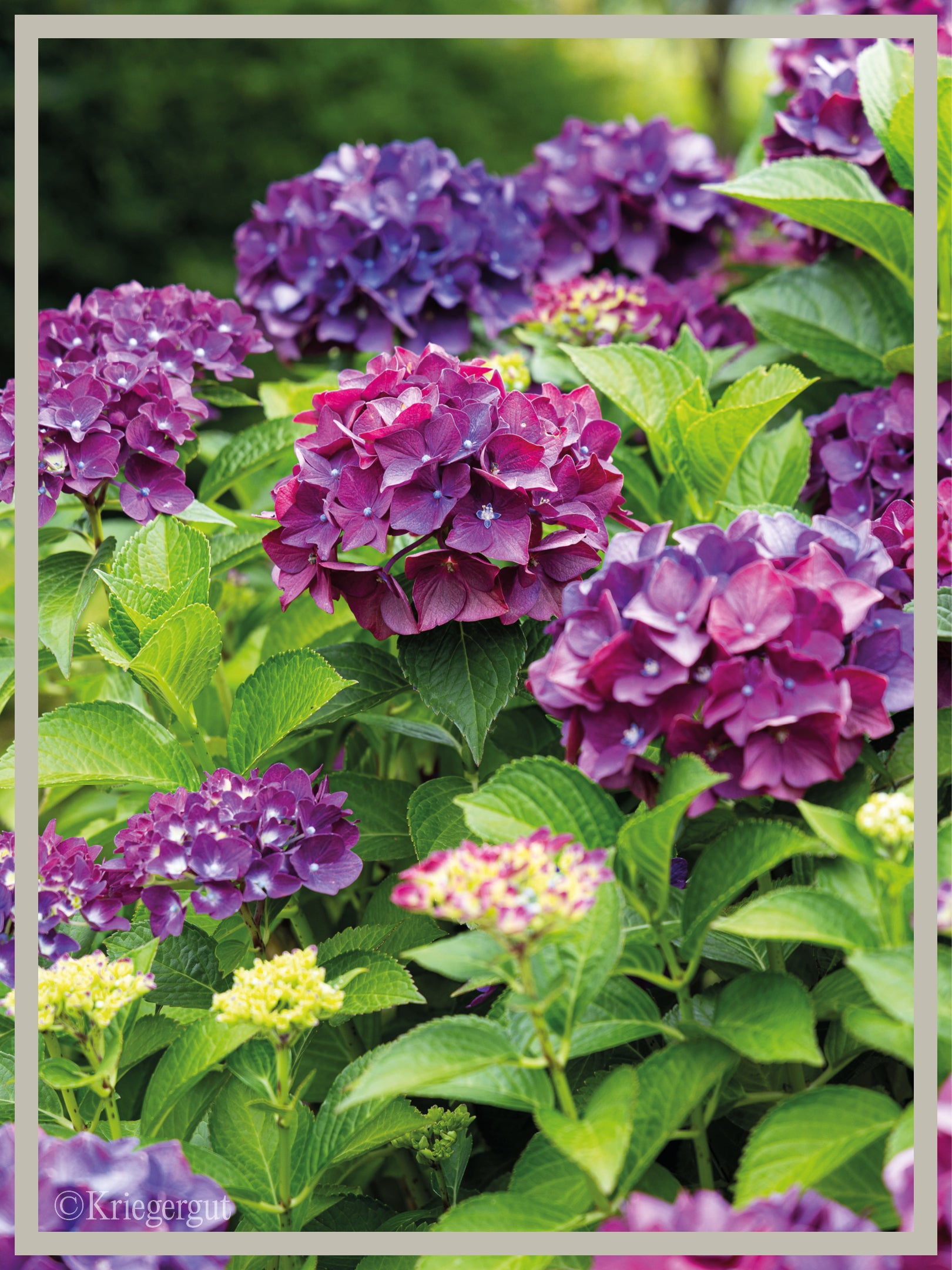 Ball-Hortensie im Holzkübel - Bild 5