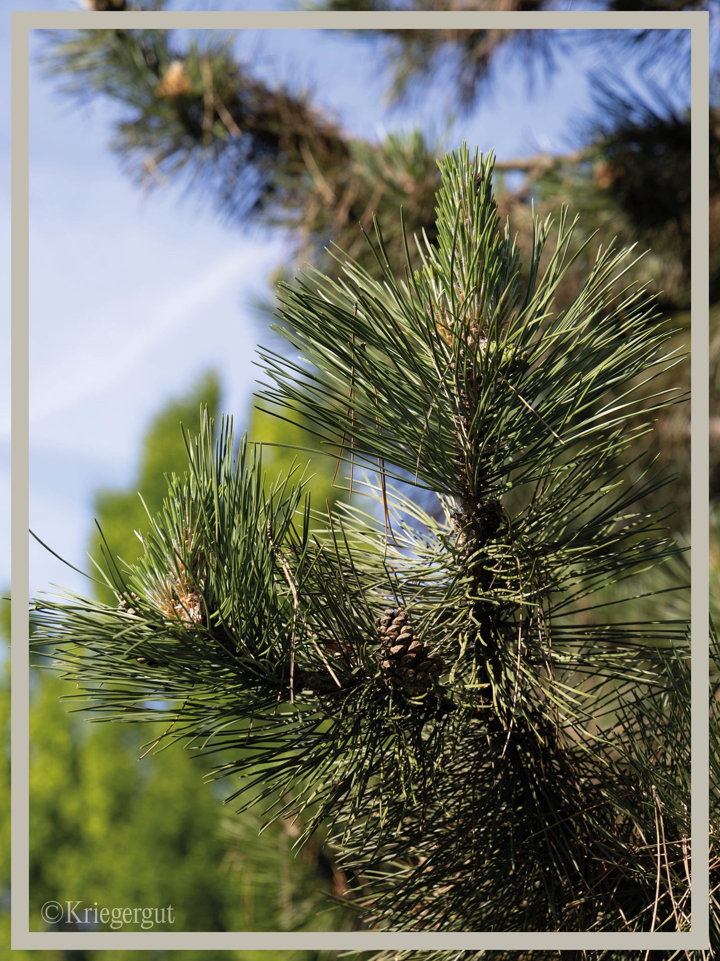 Österreichische Schwarz-Kiefer - Bild 3