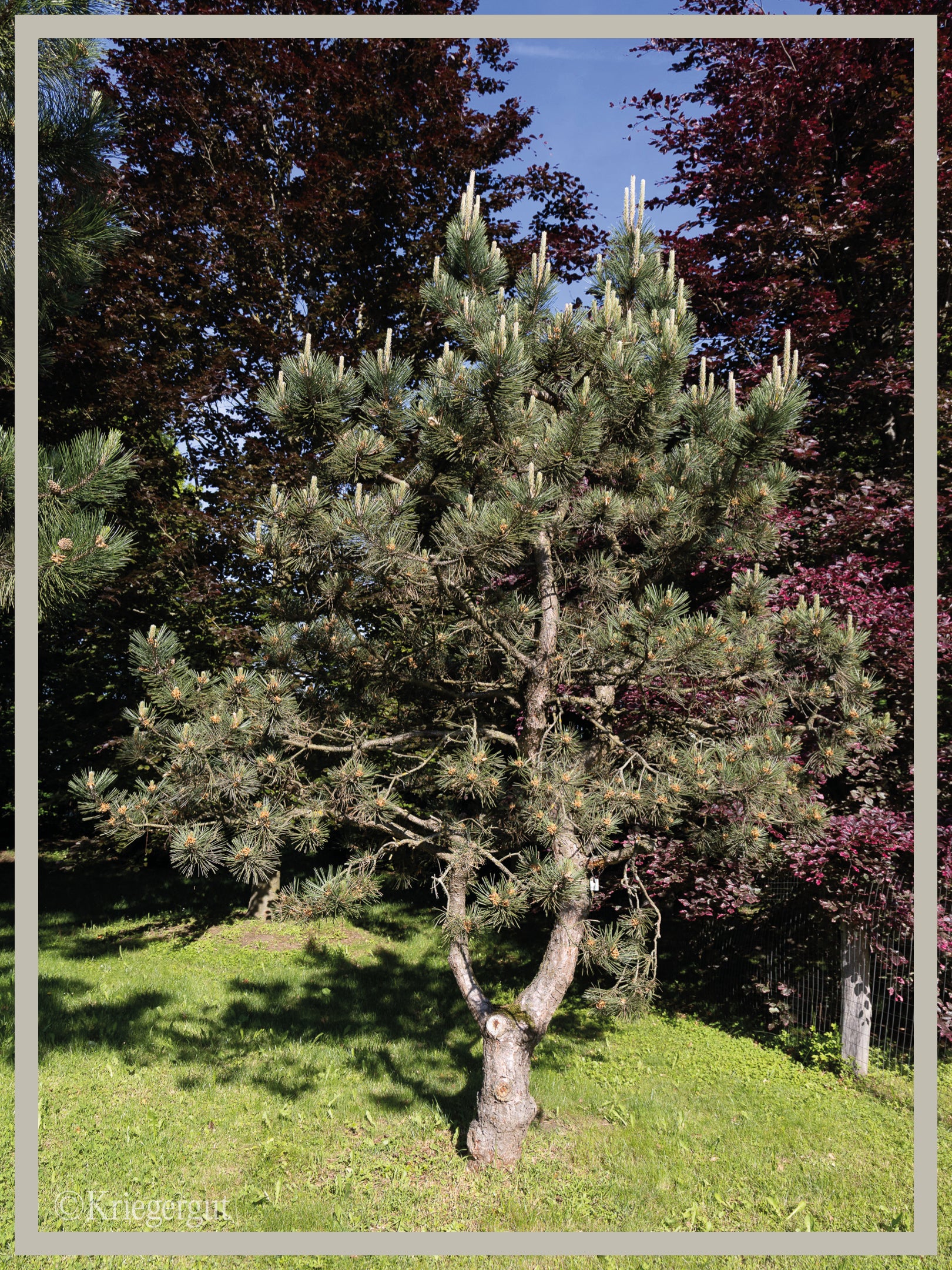 Österreichische Schwarzkiefer, Formgehölz