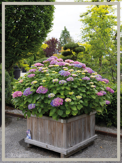 Ball-Hortensie im Holzkübel