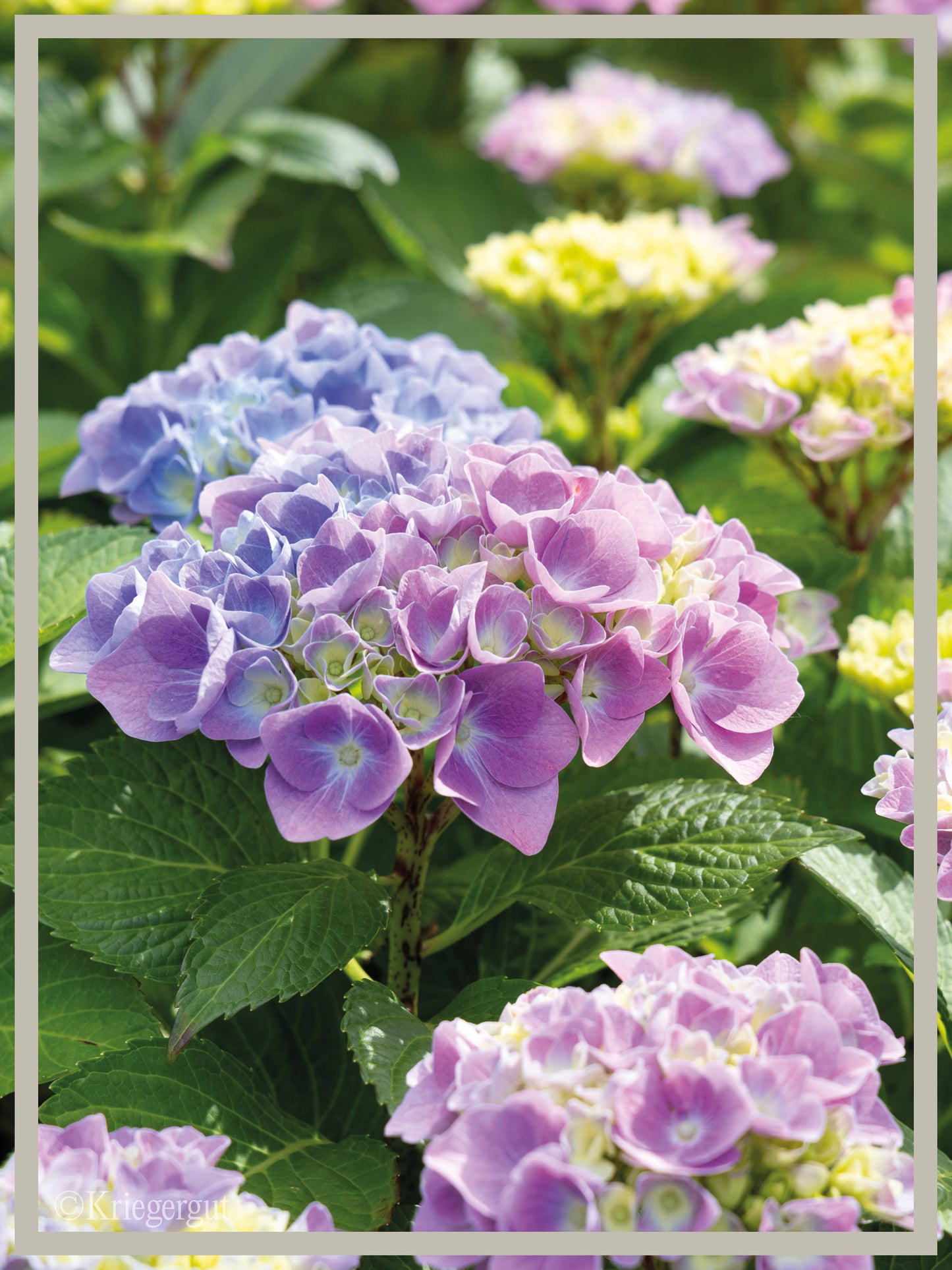 Ball-Hortensie im Holzkübel - Bild 2