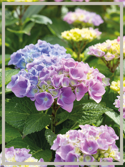 Ball-Hortensie im Holzkübel - Bild 2