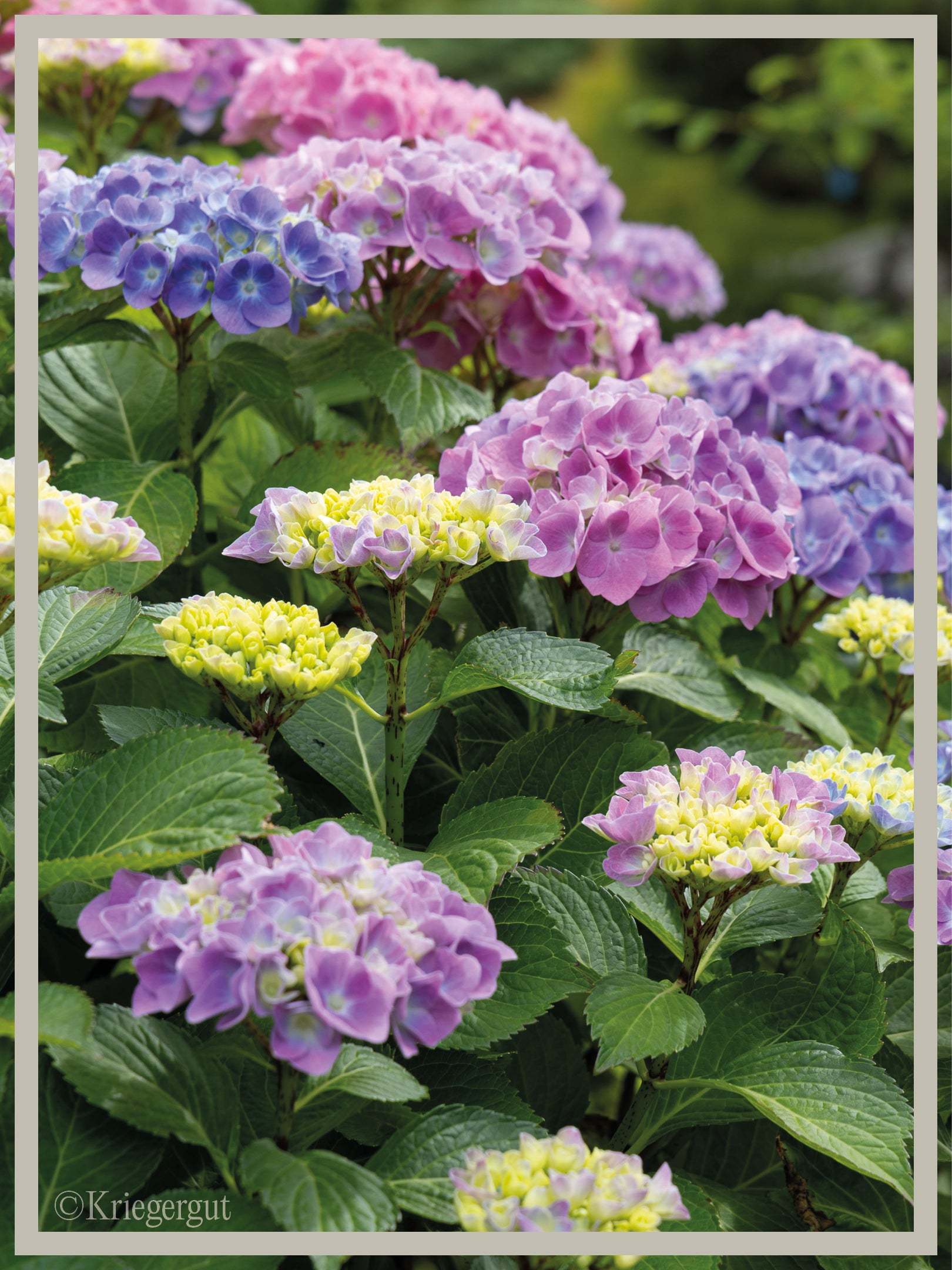 Ball-Hortensie im Holzkübel - Bild 3