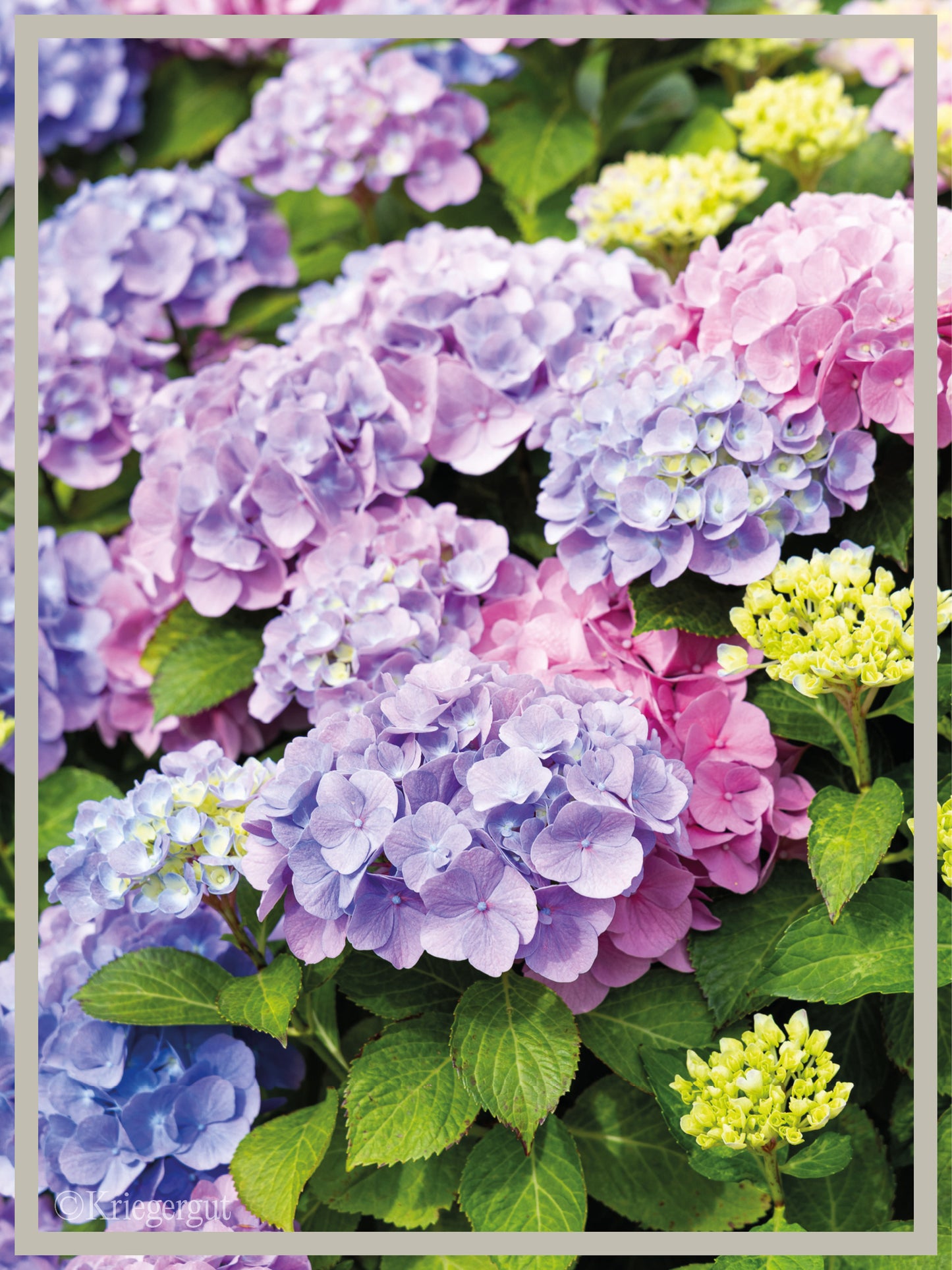 Ball-Hortensie im Holzkübel - Bild 4