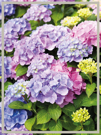 Ball-Hortensie im Holzkübel - Bild 4