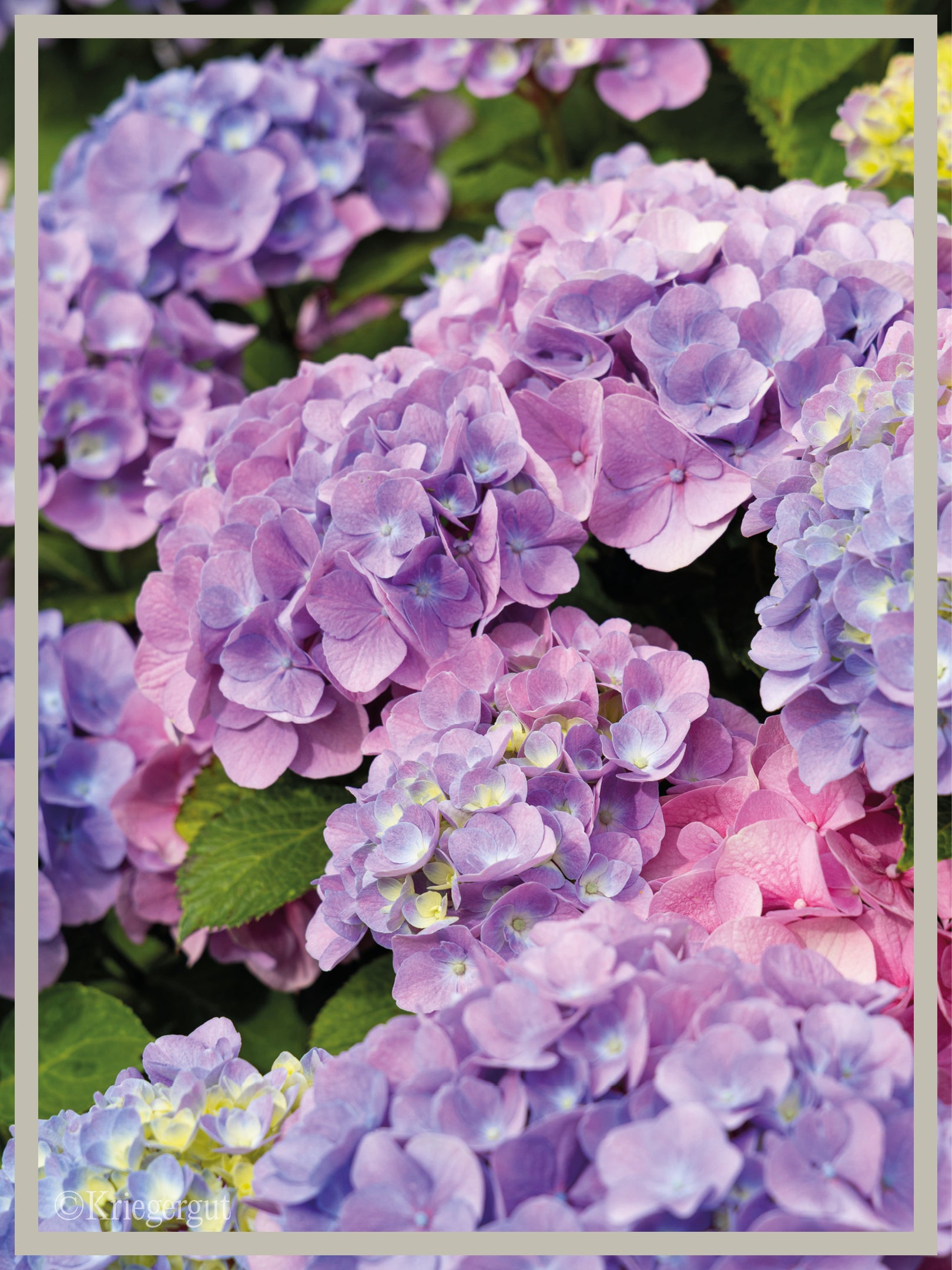 Ball-Hortensie im Holzkübel - Bild 5