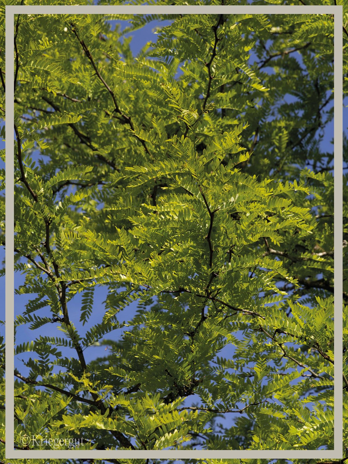 Gold-Gleditschie - Bild 3