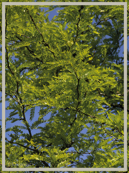 Gold-Gleditschie - Bild 3