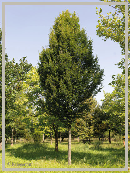 Säulen-Hainbuche - Bild 2
