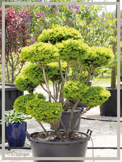 Japanische Eibe, Bonsai