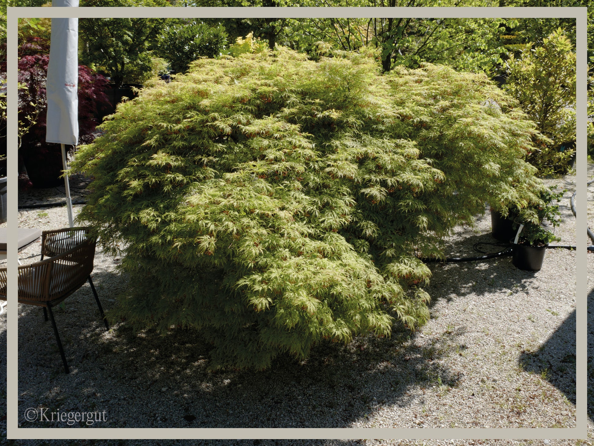 Grüner Schlitz-Ahorn - Bild 2