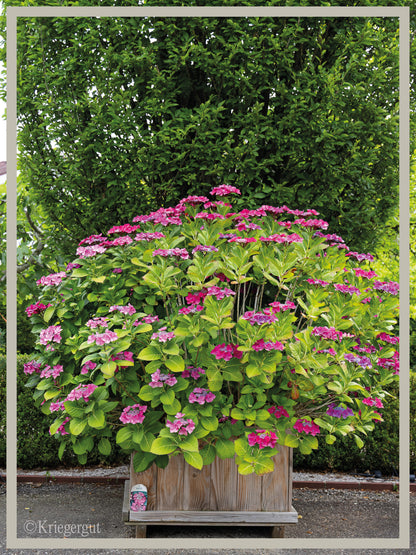 Teller-Hortensie im Holzkübel
