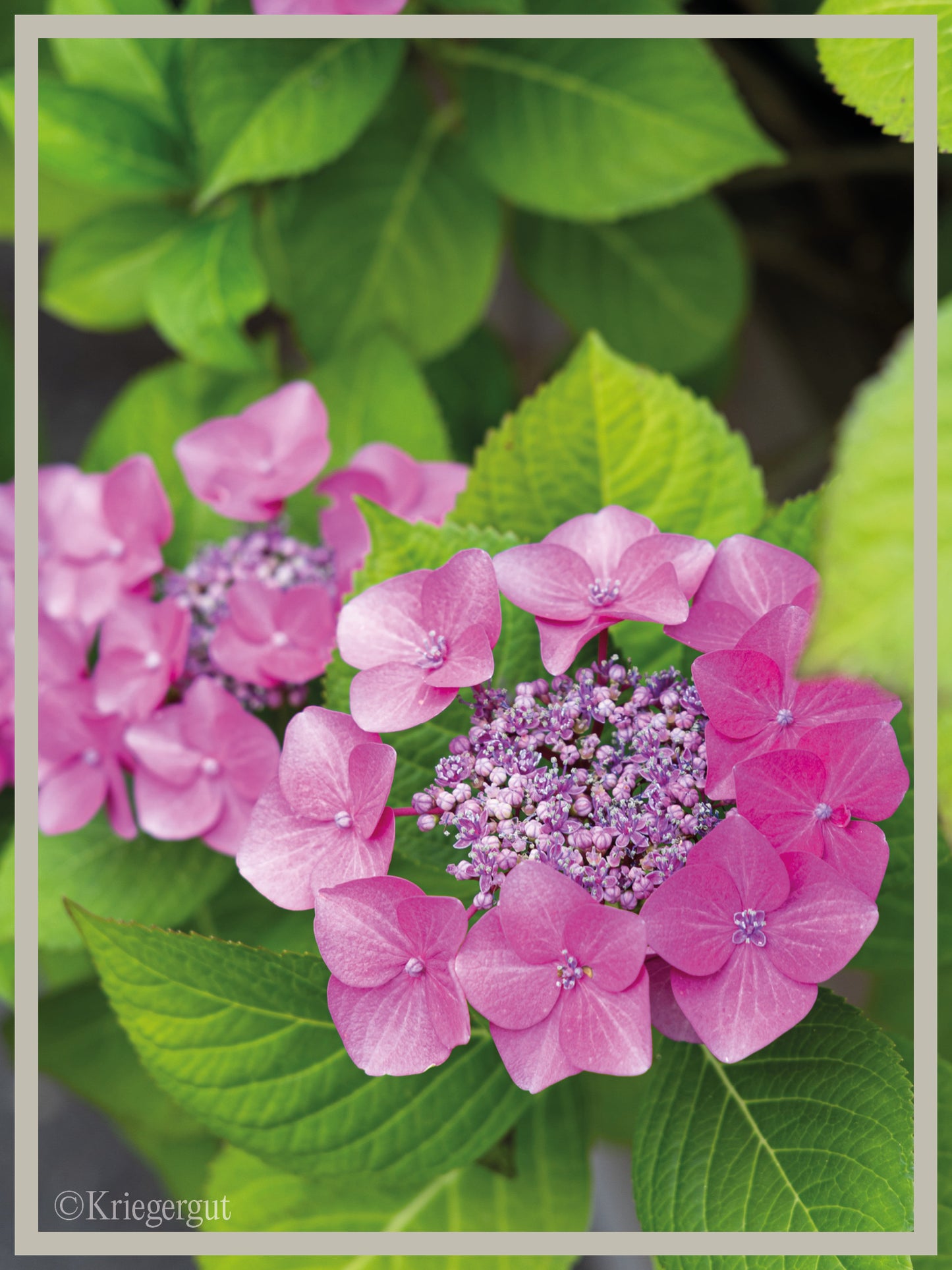 Teller-Hortensie im Holzkübel - Bild 2