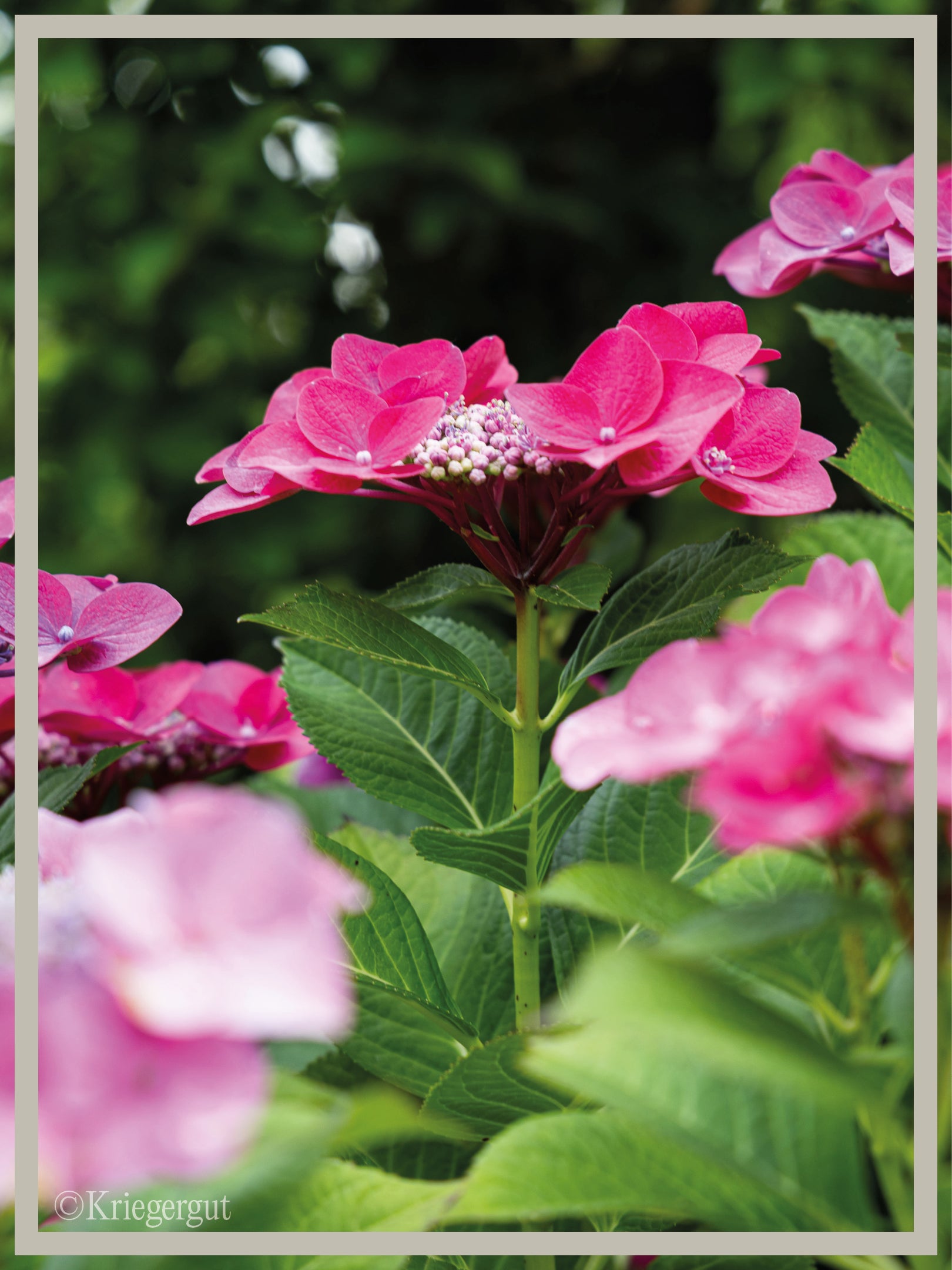 Teller-Hortensie im Holzkübel - Bild 3