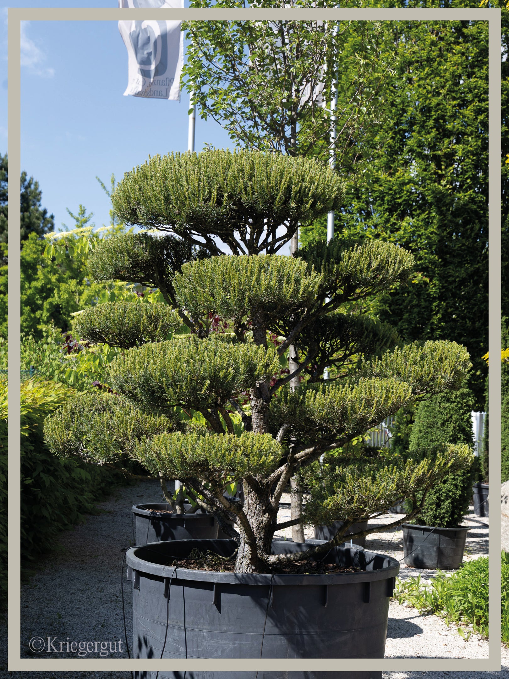 Waldkiefer, Bonsai - Bild 3