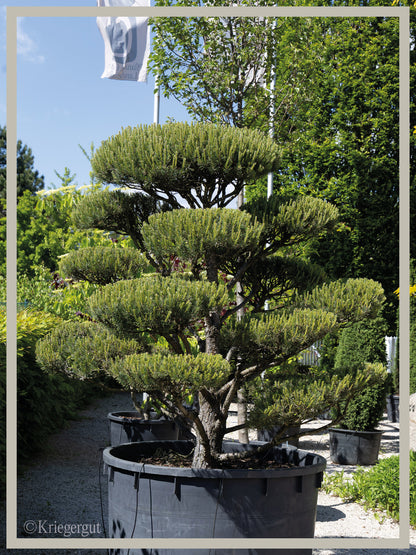 Waldkiefer, Bonsai - Bild 3