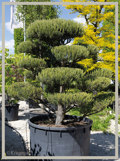 Waldkiefer, Bonsai