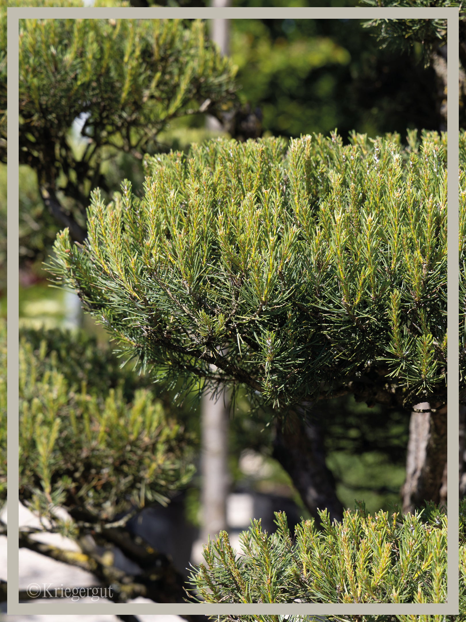 Waldkiefer, Bonsai - Bild 2