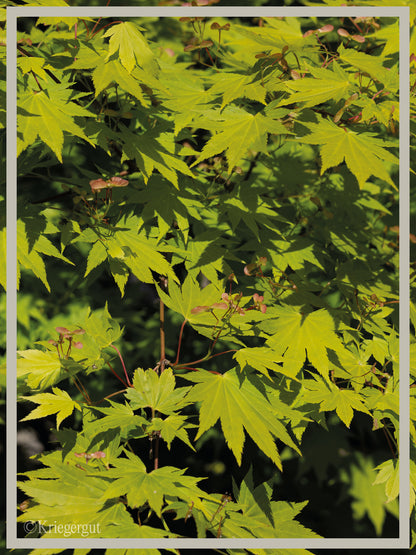 Japanischer Gold-Ahorn - Bild 2