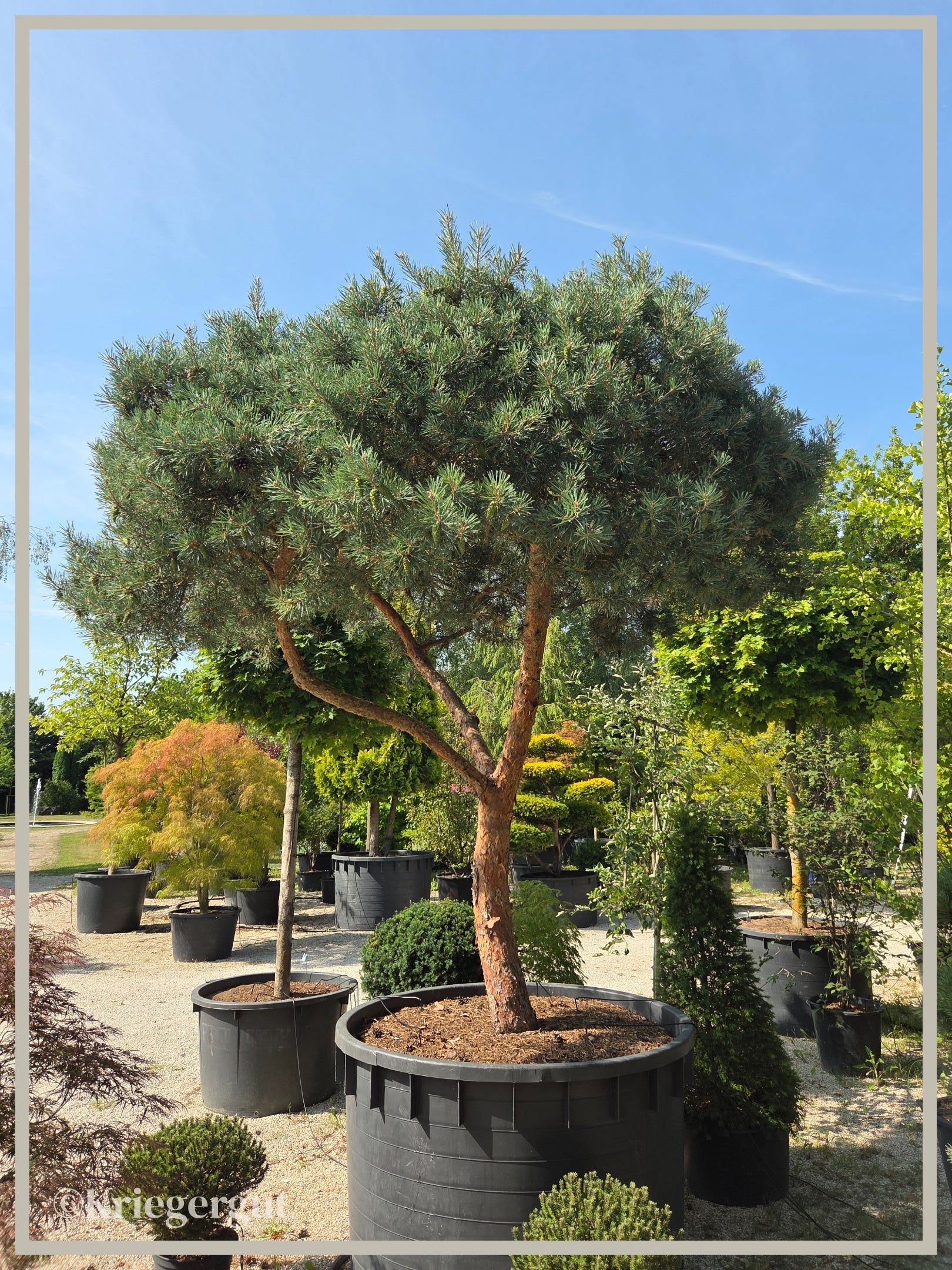 Blaue Waldkiefer, Schirmform - Bild 7