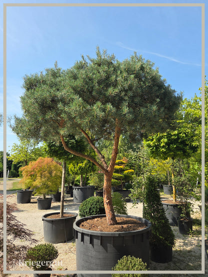 Blaue Waldkiefer, Schirmform - Bild 7