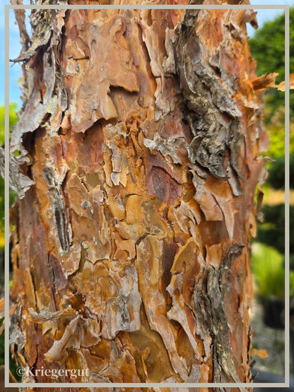 Blaue Waldkiefer, Schirmform - Bild 8
