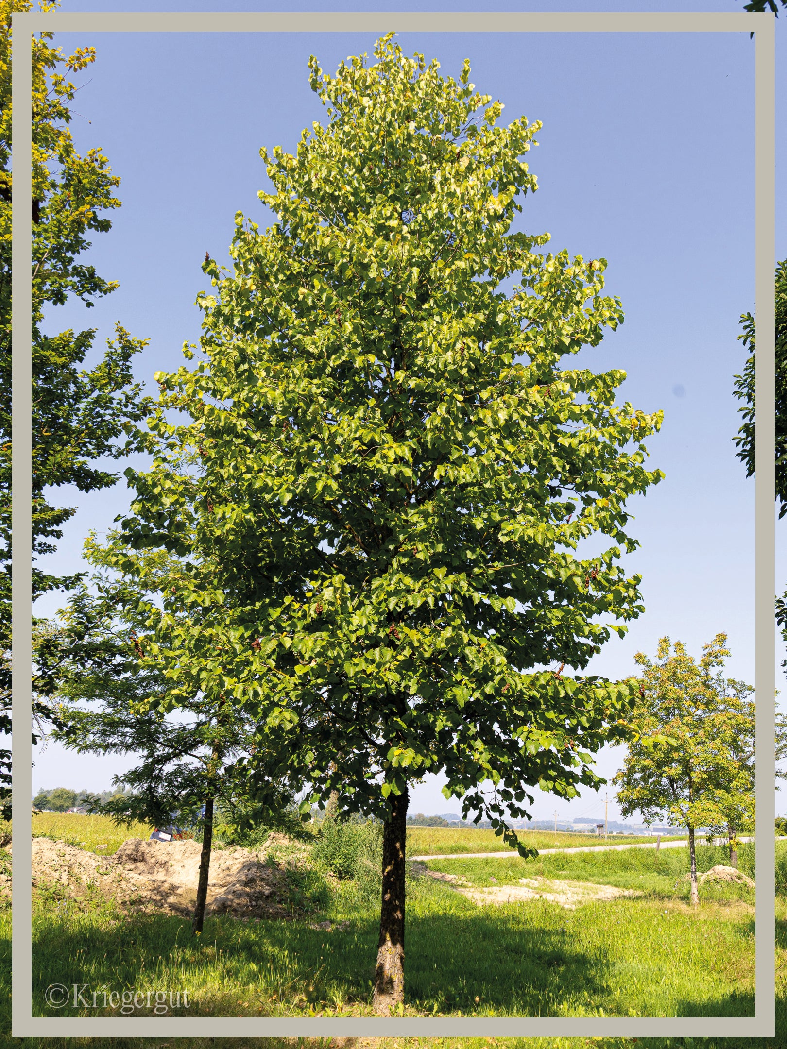 Baum-Hasel