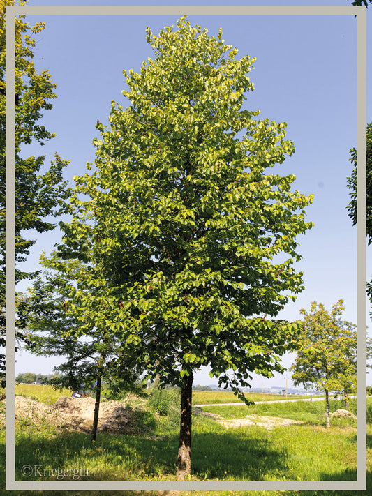 Baum-Hasel