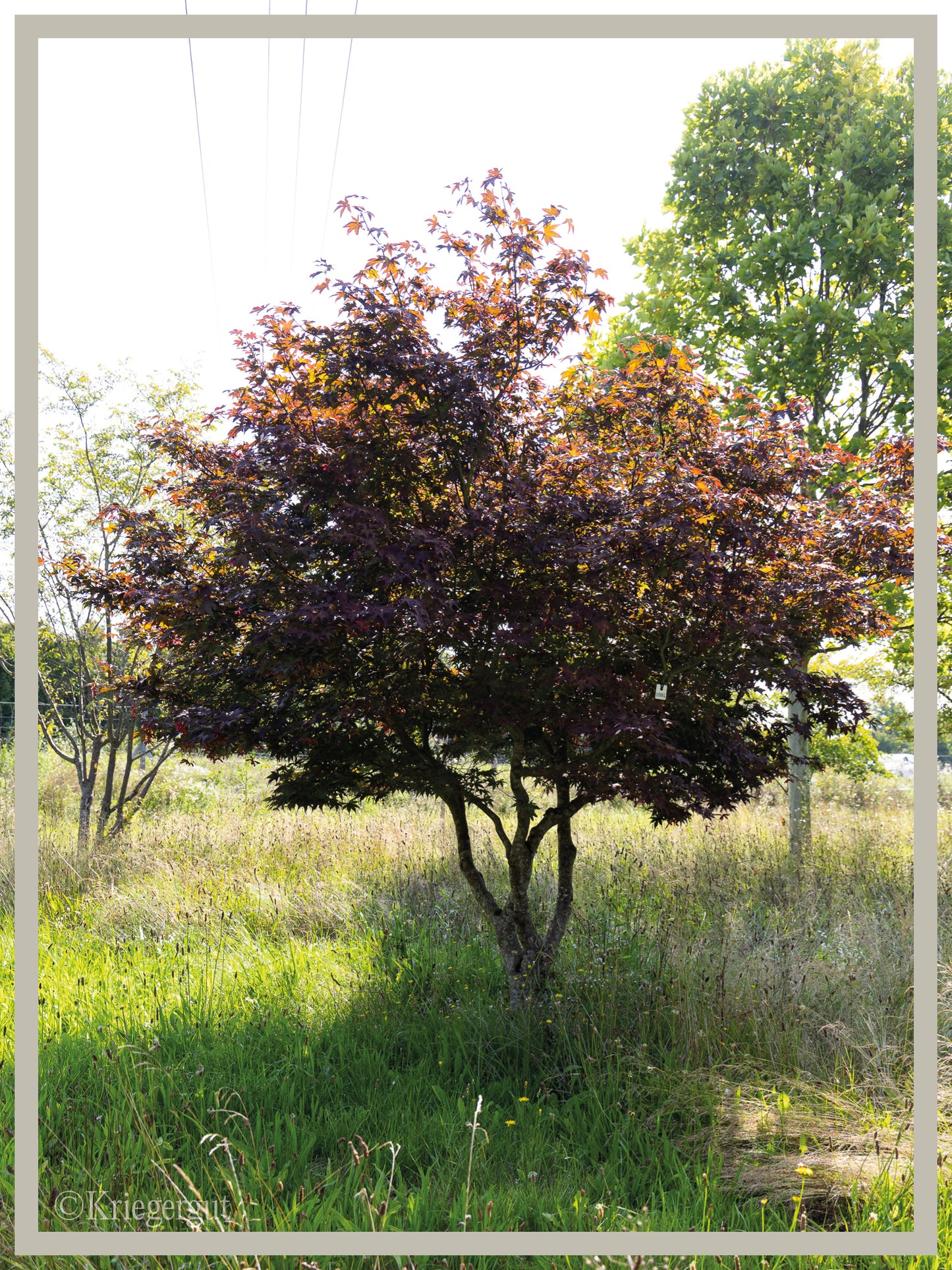 Roter Fächer-Ahorn - Bild 4