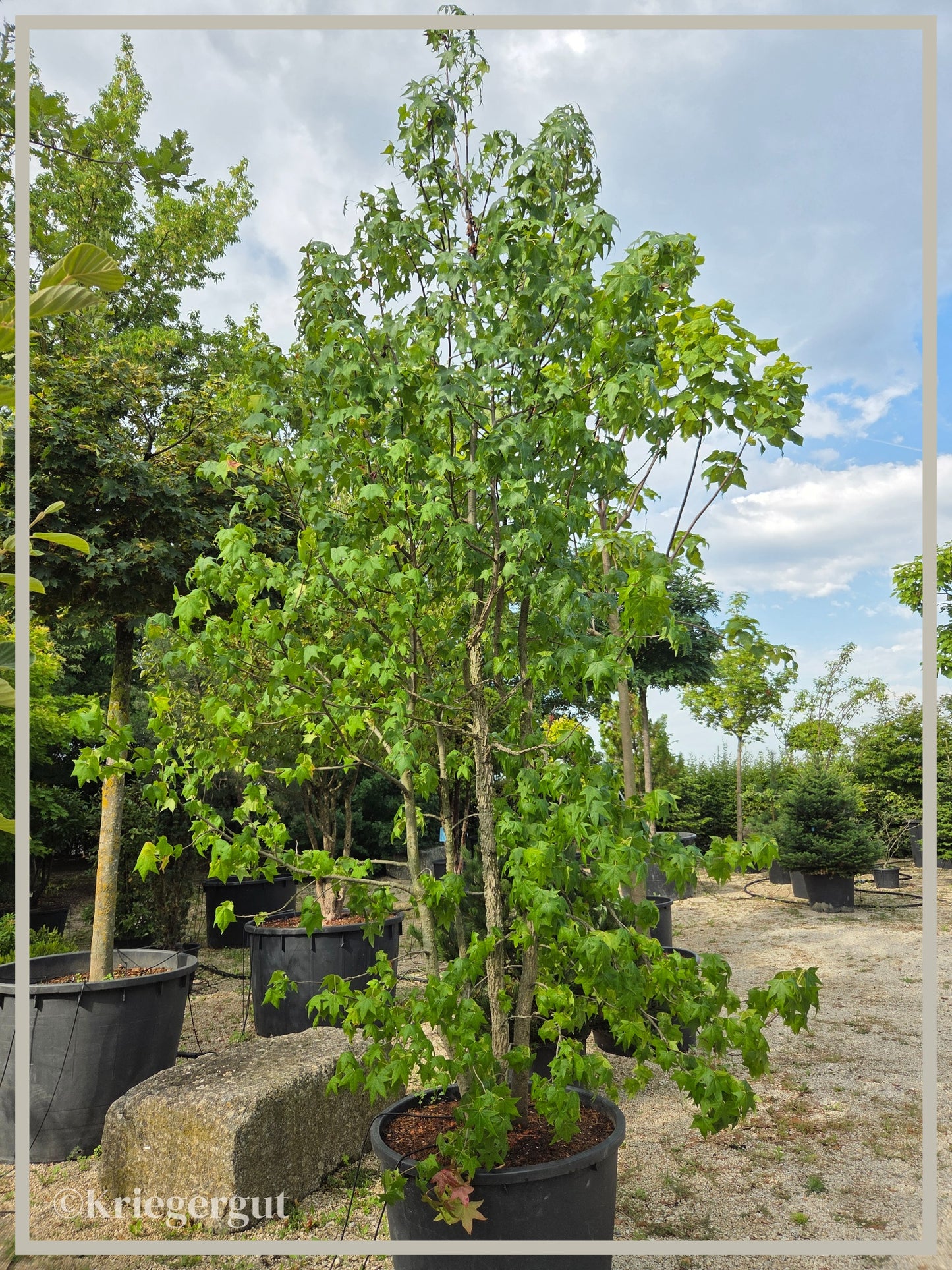 Amberbaum, mehrstämmig