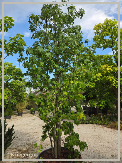 Amberbaum, mehrstämmig - Bild 2