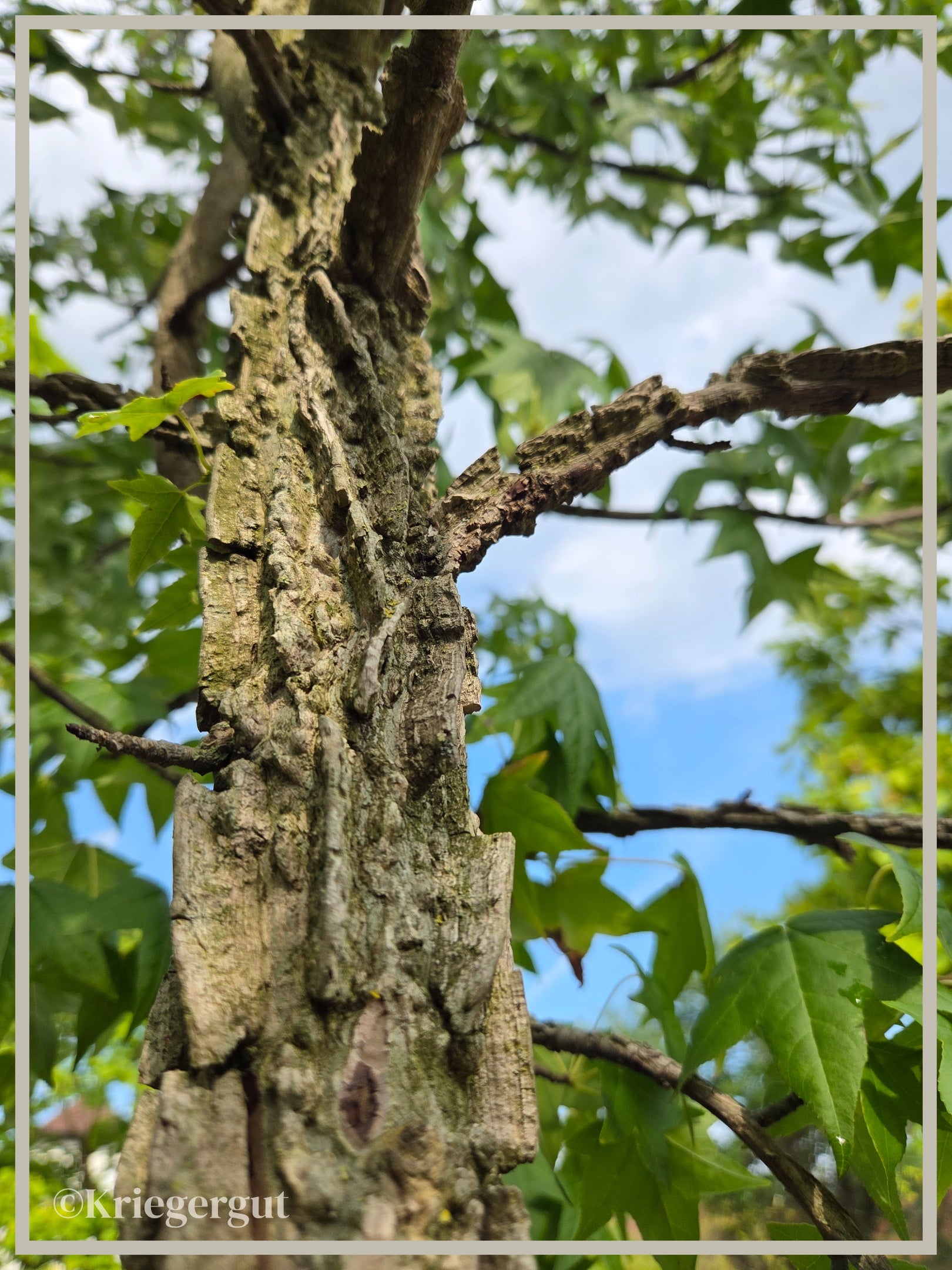 Amberbaum, mehrstämmig - Bild 3