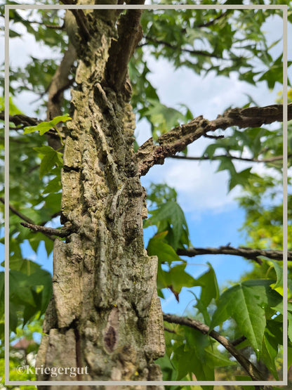 Amberbaum, mehrstämmig - Bild 3