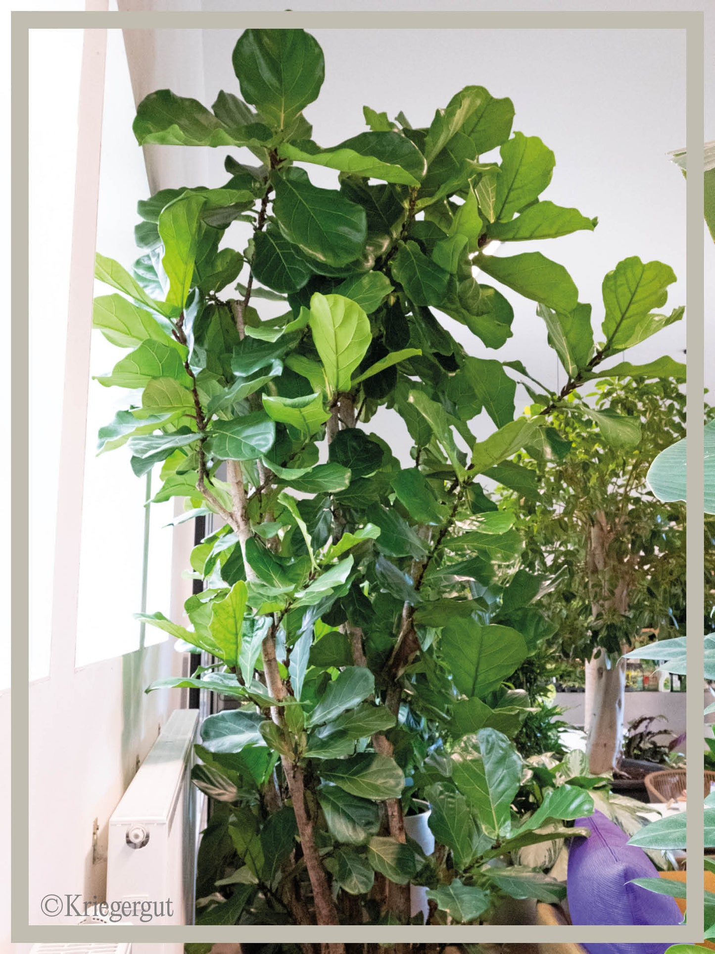 Geigen-Feigenbaum (mehrstämmig) - Bild 3