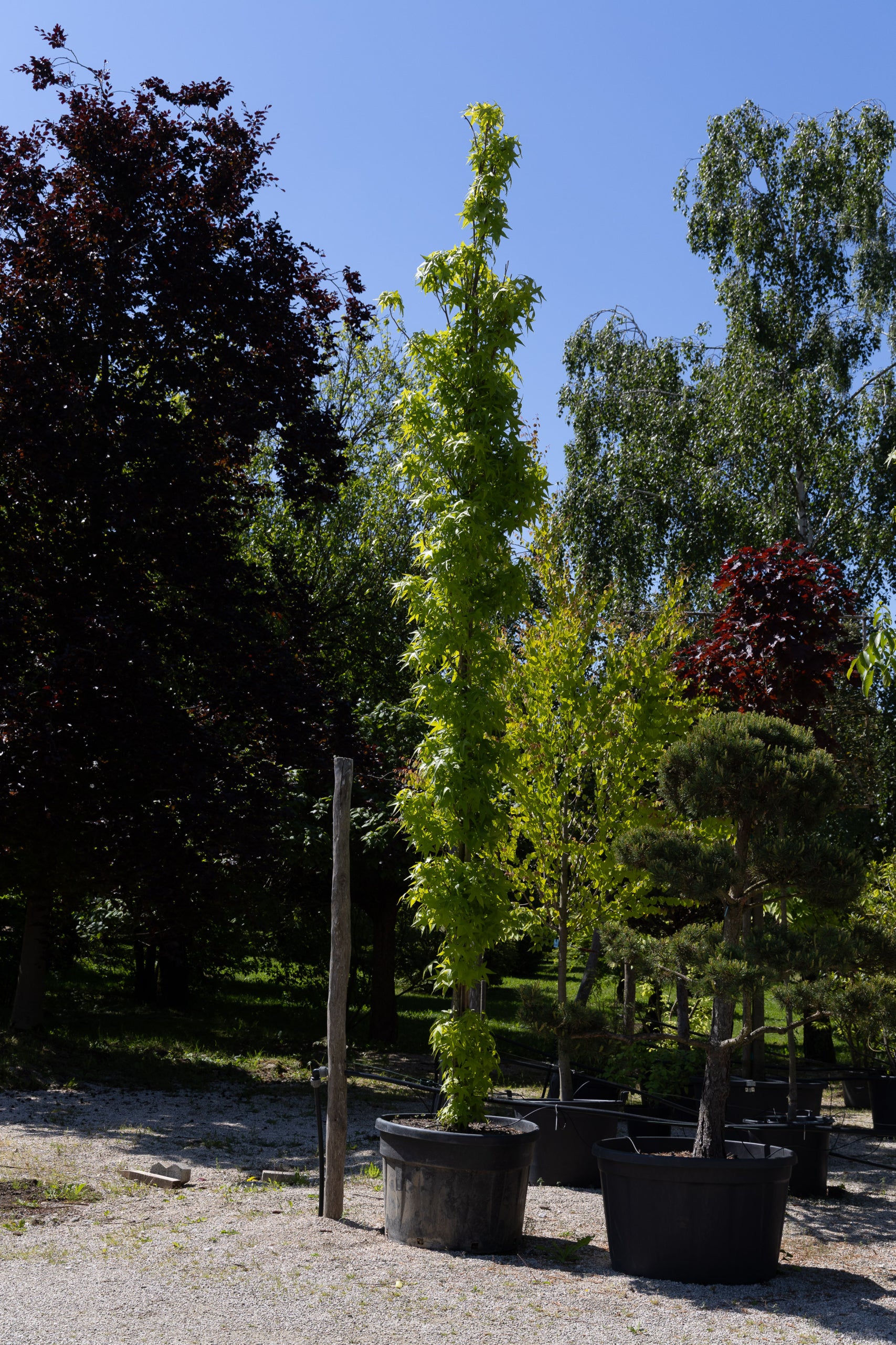 Säulen-Amberbaum - Bild 3