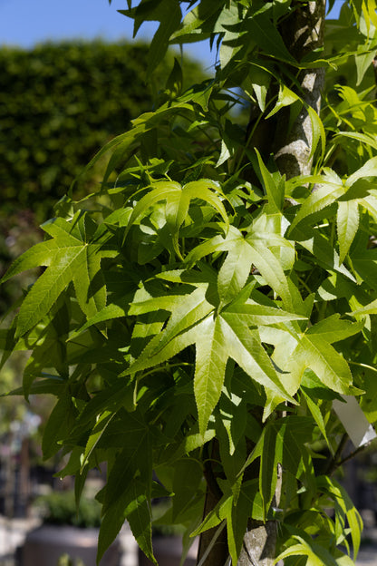 Säulen-Amberbaum - Bild 2